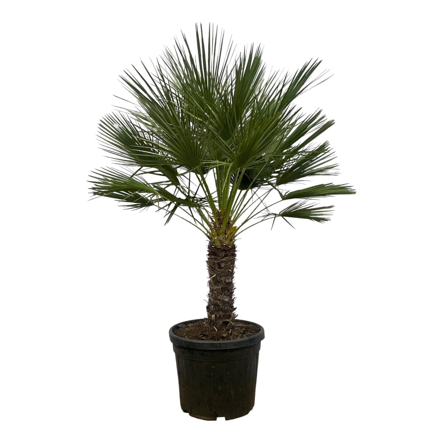 Chamaerops Humilis Zwergpalme auf Stamm 150 cm