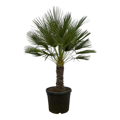 Chamaerops Humilis Zwergpalme auf Stamm 150 cm