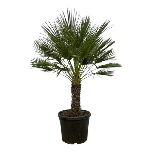 Chamaerops Humilis Zwergpalme auf Stamm 150 cm