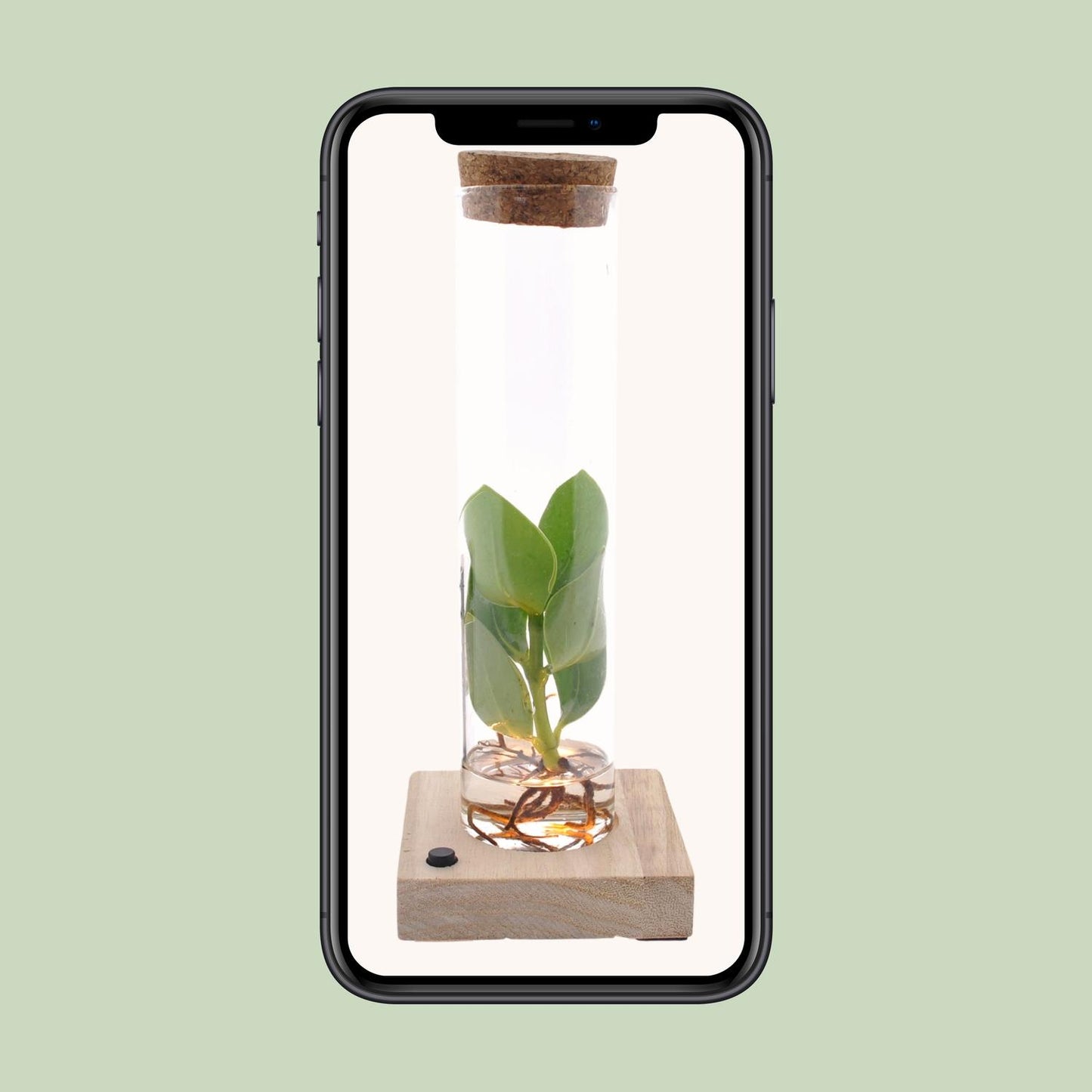 Clusia im Glas mit LED – Hydrokultur Zimmerpflanze 10 cm