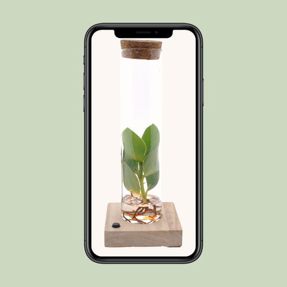 Clusia im Glas mit LED – Hydrokultur Zimmerpflanze 10 cm
