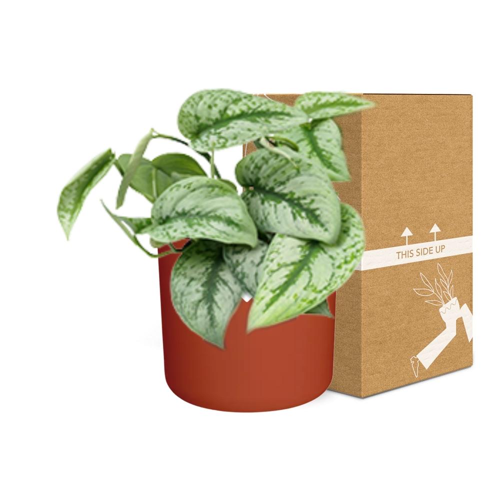 Scindapsus Pictus ‘Trebie’ – pflegeleichte Zimmerpflanze 14cm