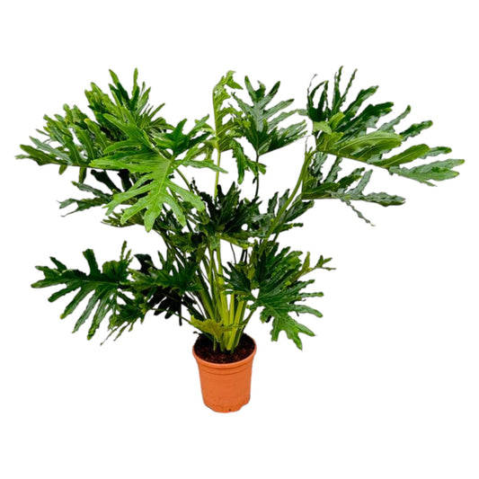 Philodendron Selloum – Pflegeleichte Tropische Zimmerpflanze 100 cm