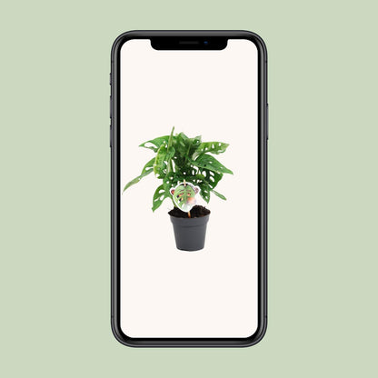 Monstera Monkey Leaf – pflegeleichte Zimmerpflanze Ø12cm