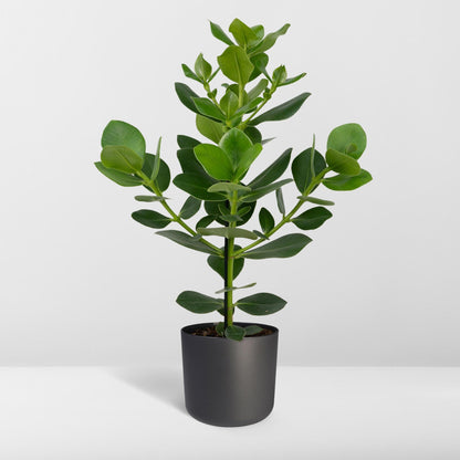 Clusia Rosea 'Princess' – Pflegeleichte Zimmerpflanze 60 cm