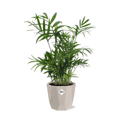 Chamaedorea Zwergbergpalme in ELHO b.for rock 14 cm warm grey