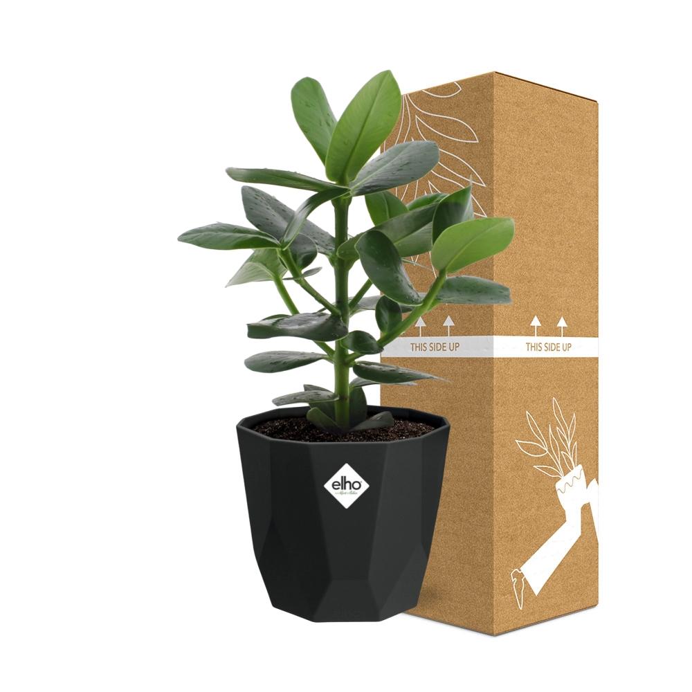 Clusia Princess – Luftreinigende Zimmerpflanze in 14cm Topf