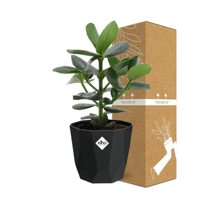 Clusia Princess – Luftreinigende Zimmerpflanze in 14cm Topf