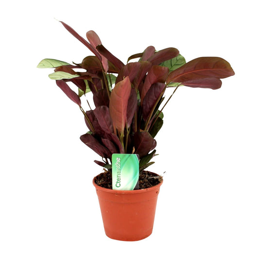 Korbmarante Amagris Ø14cm – Tropische Zimmerpflanze
