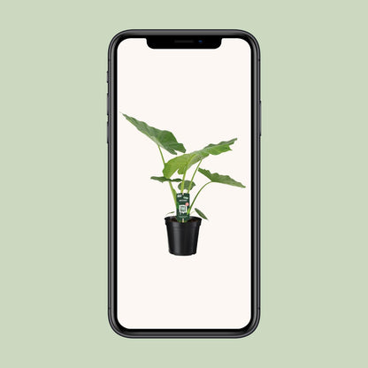 Alocasia Macrorrhiza – Exotische Zimmerpflanze Ø19cm, 70cm hoch