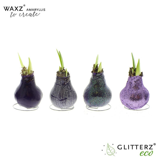 Amaryllis Waxz To Create Purple – 4er-Set, Ø 7 cm, Höhe 15 cm