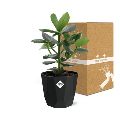 Clusia Princess – Luftreinigende Zimmerpflanze 14cm