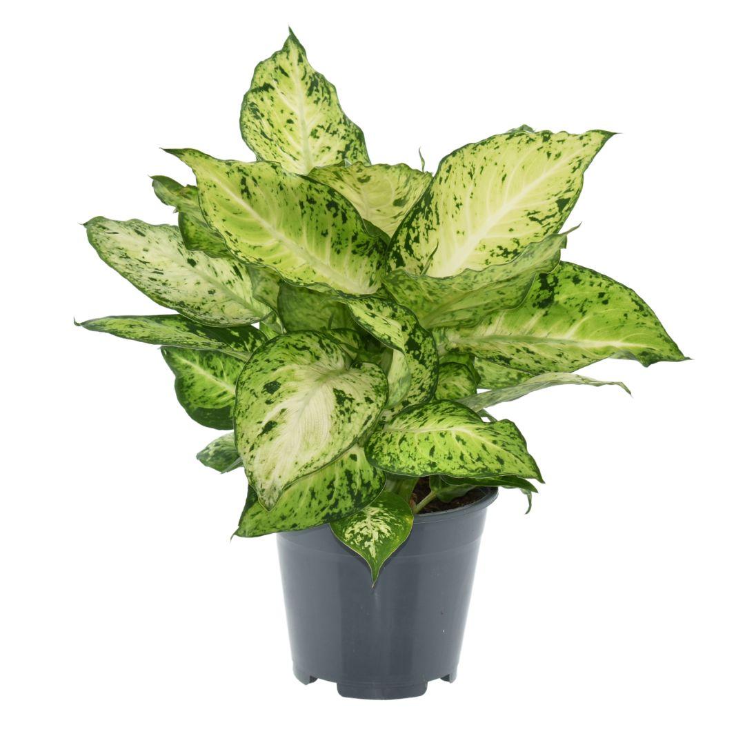 Dieffenbachia Amy 2 – Pflegeleichte Zimmerpflanze Ø14cm
