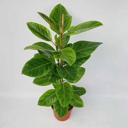 Ficus Altissima – Pflegeleichter Feigenbaum Ø21cm, 95cm hoch