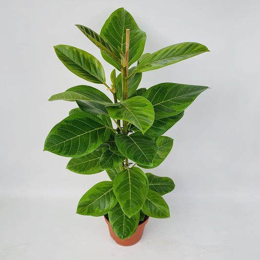 Ficus Altissima – Pflegeleichter Feigenbaum Ø21cm, 95cm hoch
