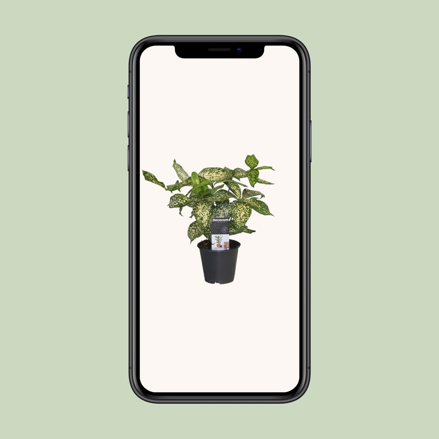 Drachenbaum Godseffiana – Pflegeleichte Zimmerpflanze 25 cm