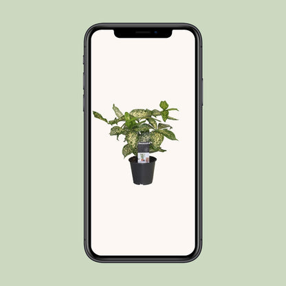 Drachenbaum Godseffiana – Pflegeleichte Zimmerpflanze 25 cm