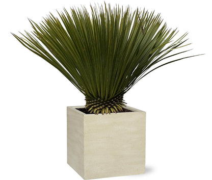 Yucca Rostrata – Robuste & pflegeleichte Zimmerpflanze 70 cm