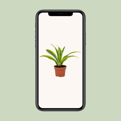 Dracaena Lemon Lime – Pflegeleichter Drachenbaum Ø12cm