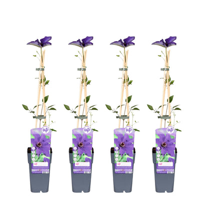 4x Clematis The President – Kletterpflanze Ø15cm, 65cm hoch