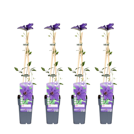 4x Clematis The President – Kletterpflanze Ø15cm, 65cm hoch