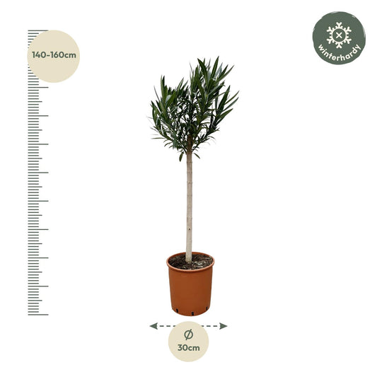 Nerium Oleander Stamm mit roten Blüten – 170 cm – Ø30 cm