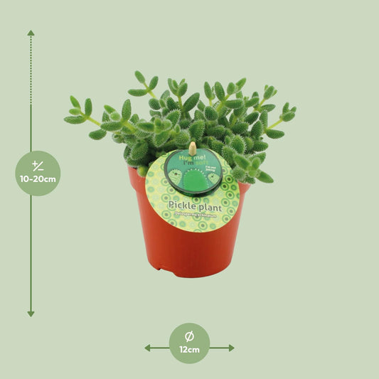 Delosperma Echinatum – Pflegeleichte Gurkenpflanze Ø12 cm