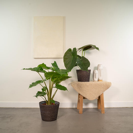 Alocasia Wentii & Portodora im Korb Ø19cm – Tropisches Zimmerpflanzen-Set