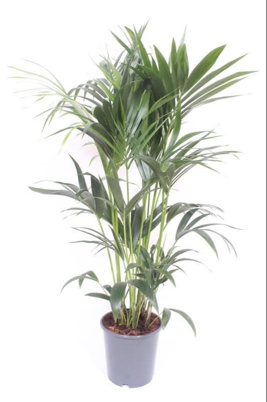 Howea Forsteriana - Kentia Palme Ø24cm, 120cm hoch