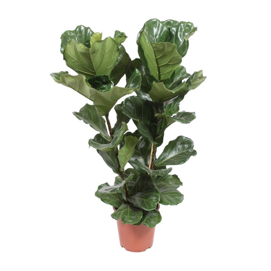 Ficus Lyrata – Geigenfeige Ø27cm, ca. 100cm hoch