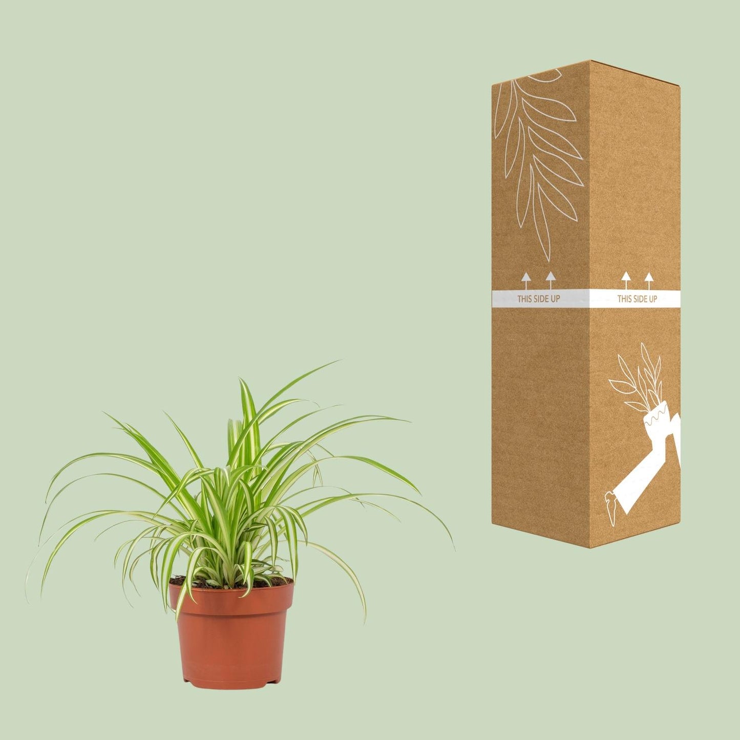 Grünlilie Chlorophytum Variegatum Ø12cm – Pflegeleicht & Luftreinigend