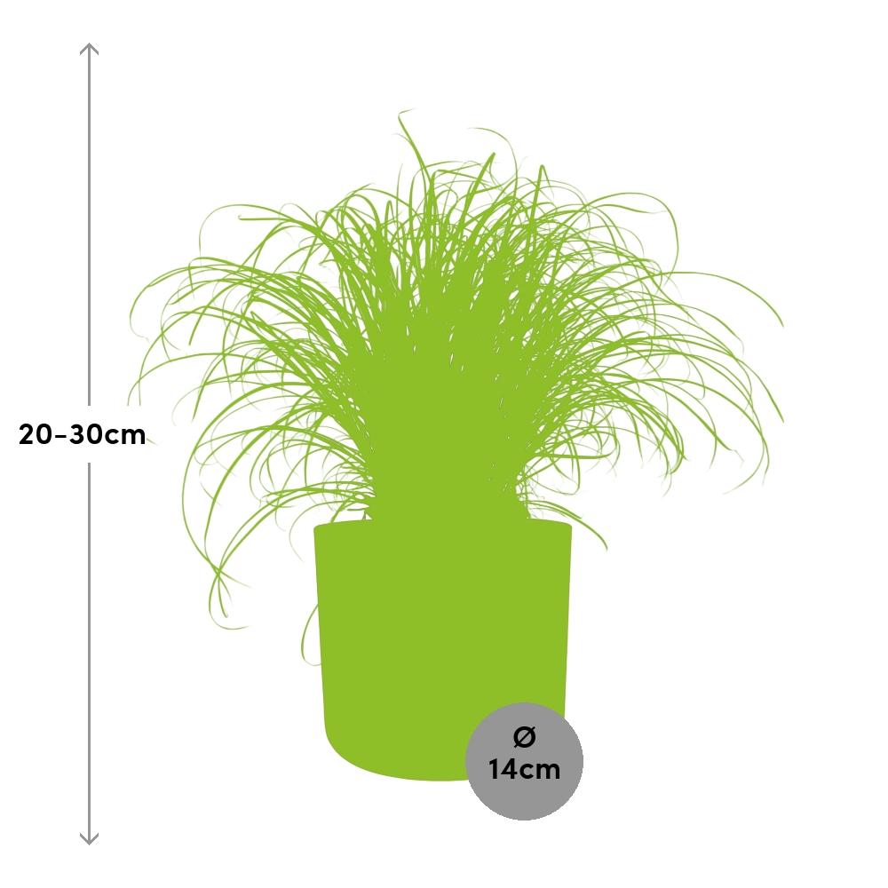 Cyperus alternifolius Schirmgras in ELHO b.for soft 14cm Brique