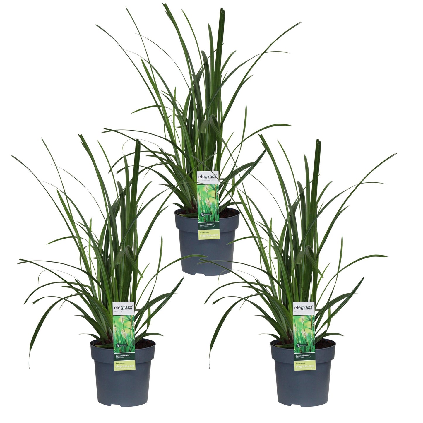 3x Carex morrowii 'Irish Green' – Pflegeleichtes, robustes Ziergras Ø14cm