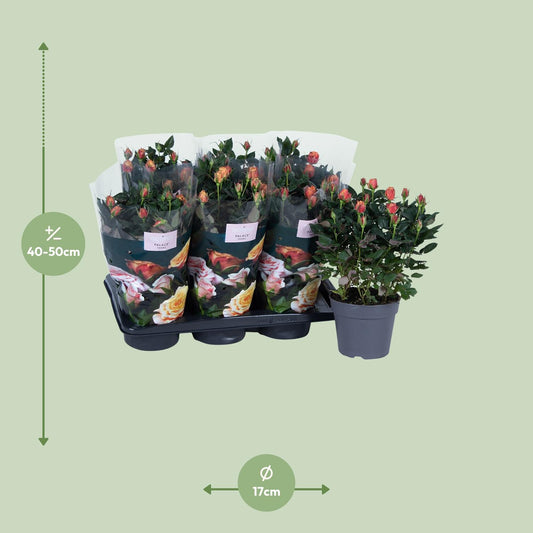 Topfrose Rosa Orange Ø17cm, ca. 45cm hoch