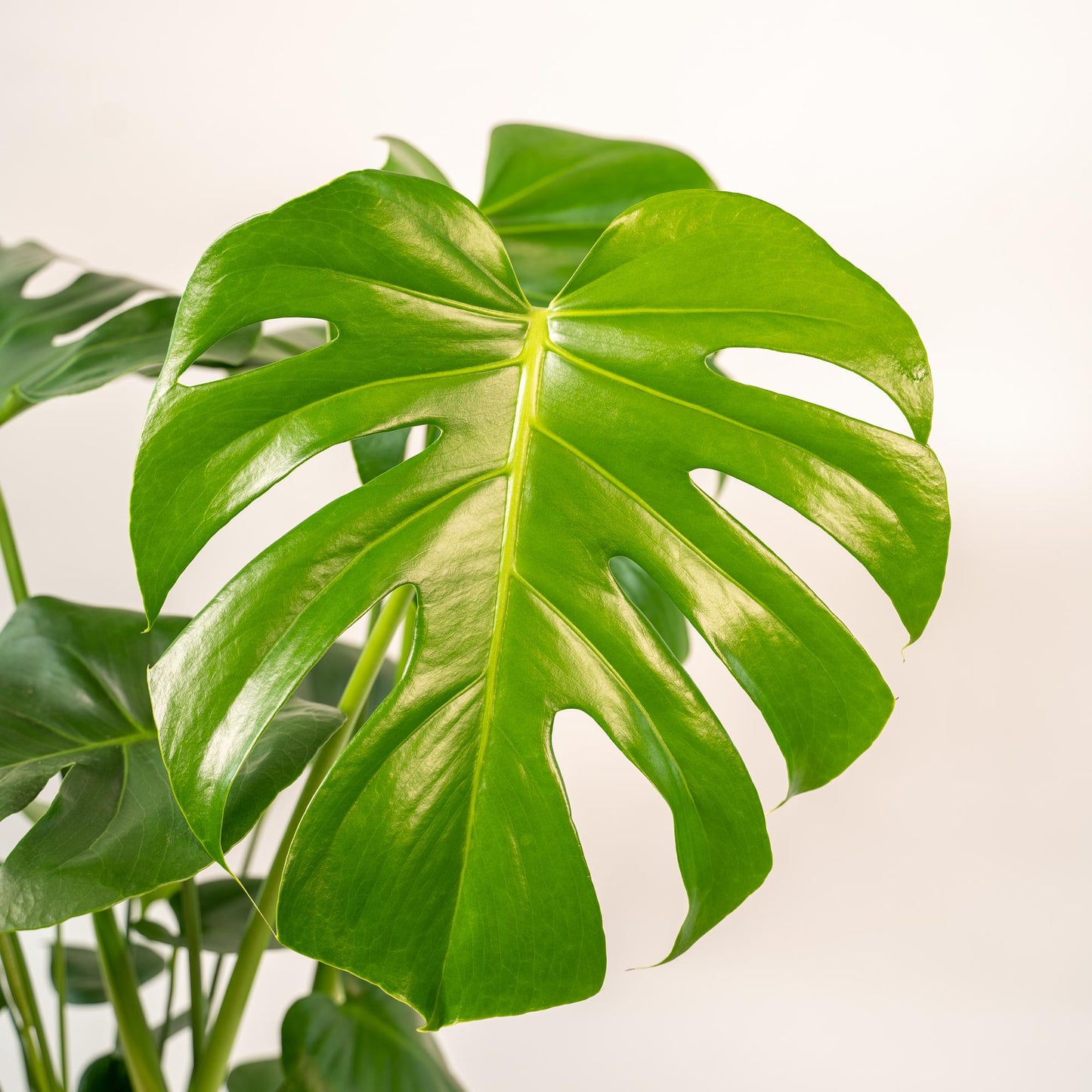 Monstera Deliciosa im Korb Igmar – Ø21cm, 80cm hoch
