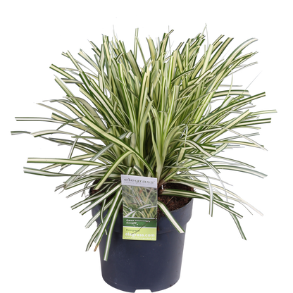 3x Carex hachijoensis 'Evergold' – Immergrünes Ziergras Ø14 cm