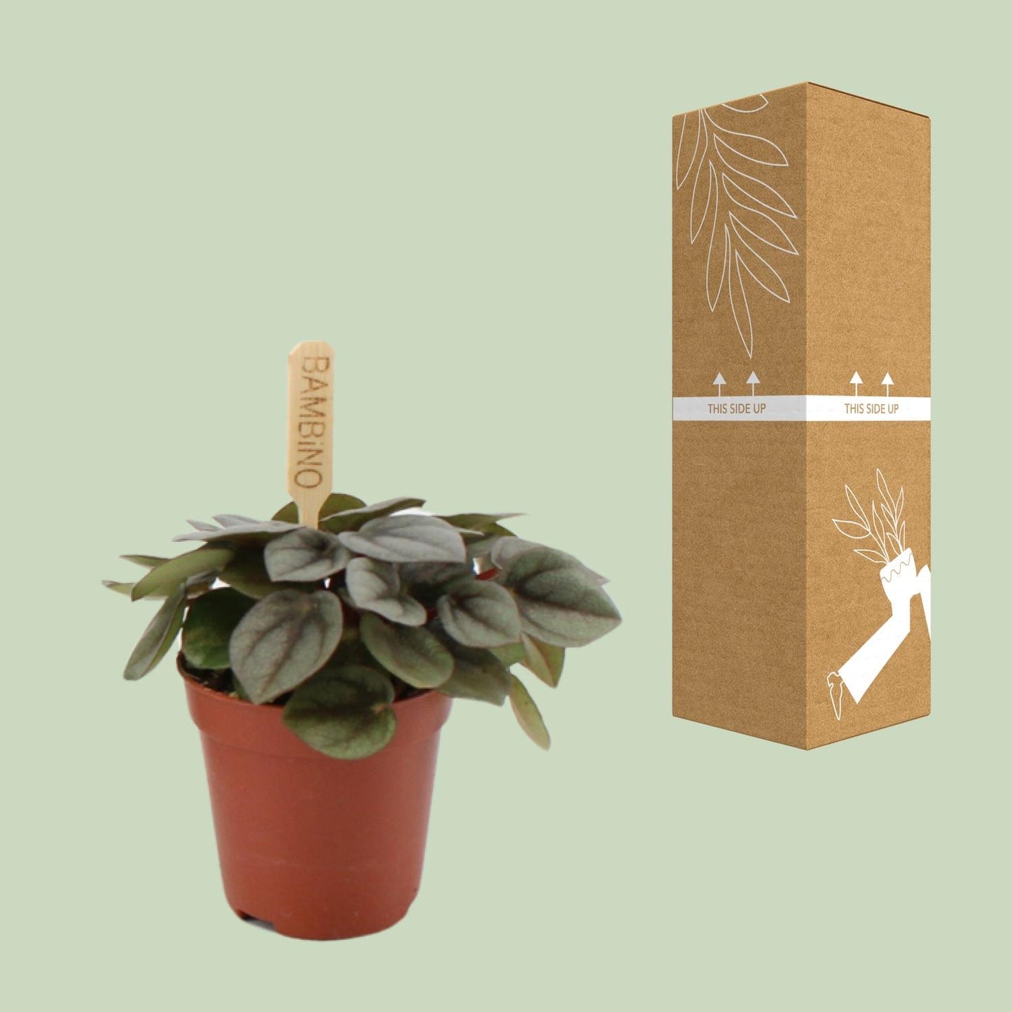 Peperomia Milano – Pflegeleichte Zimmerpflanze Ø6cm