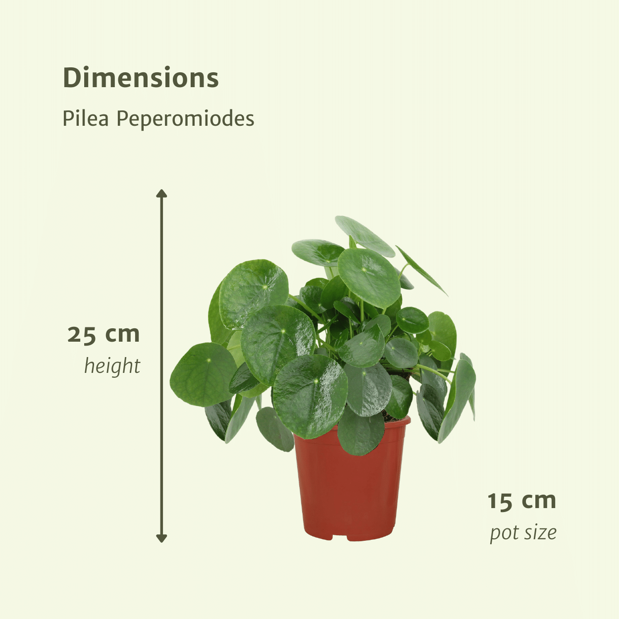 2x Pilea Peperomiodes – Pfannkuchenpflanze, 25 cm, ø15 cm