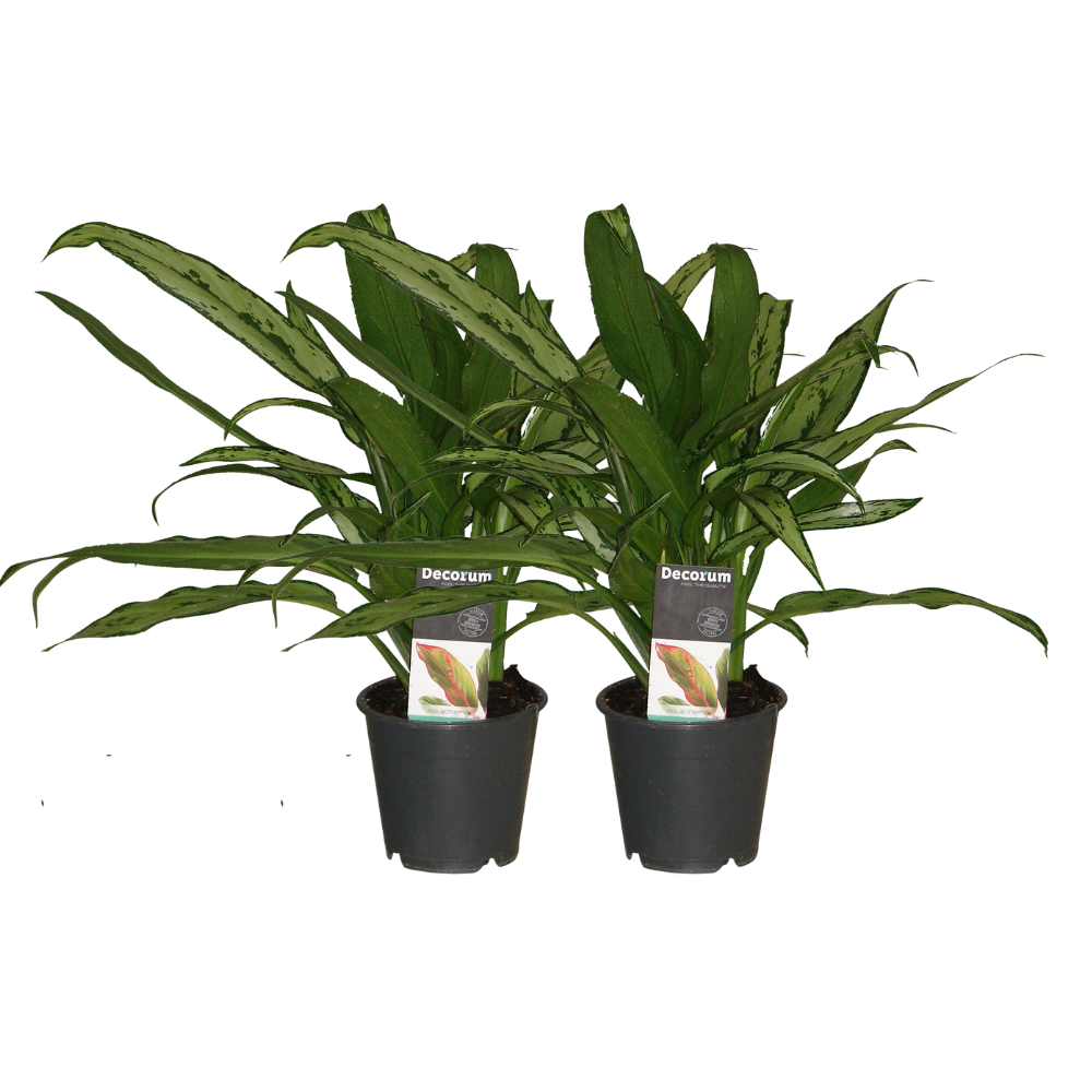 Aglaonema Cutlass 2er-Set – pflegeleichte Zimmerpflanze Ø12 cm