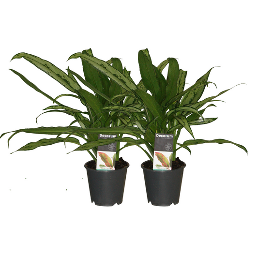 Aglaonema Cutlass 2er-Set – pflegeleichte Zimmerpflanze Ø12 cm