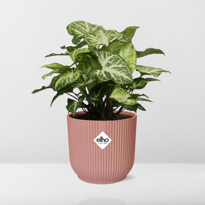 Syngonium Arrow in ELHO Vibes Fold 14cm Rosa – Pflegeleicht & Modern
