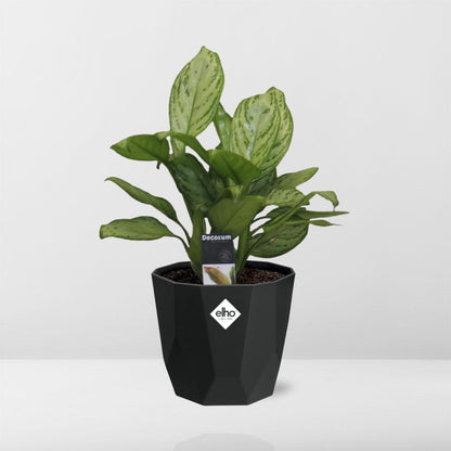Aglaonema Christina – Pflegeleichte Luftreiniger-Pflanze 14cm