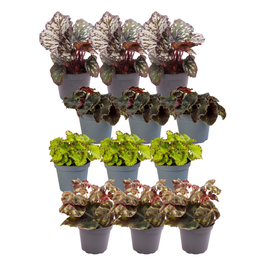 12x Begonia Mix – Bunte, pflegeleichte Zimmerpflanzen