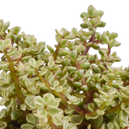 Crassula Sukkulenten 3er Set im Mexikanischen Topf 10,5 cm