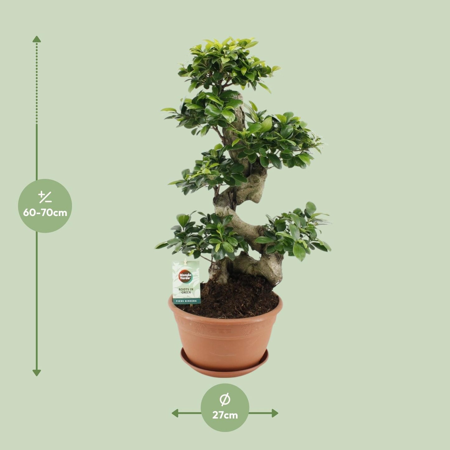 Ficus Ginseng – Pflegeleichter Zimmerbaum Ø27cm, 70cm hoch