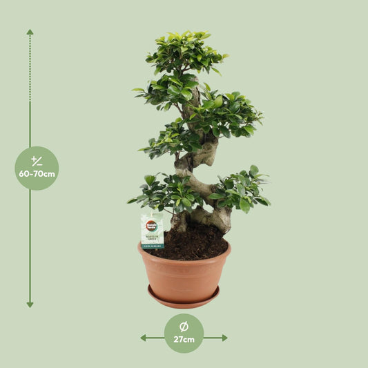 Ficus Ginseng – Pflegeleichter Zimmerbaum Ø27cm, 70cm hoch