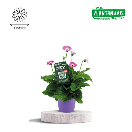 Garvinea Gerbera Paars – Pflegeleichte Blühpflanze Ø19cm