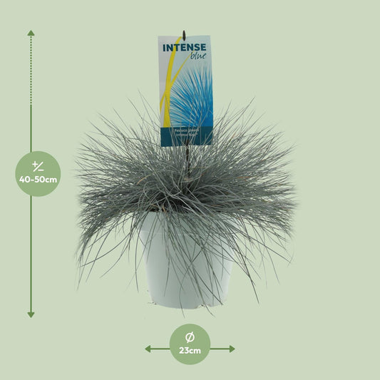 Festuca Glauca Intense Blue – Pflegeleichtes blaugrünes Ziergras Ø23cm