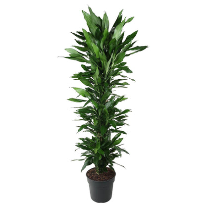 Dracaena Janet Lind vertakt – 170 cm – Ø34 cm