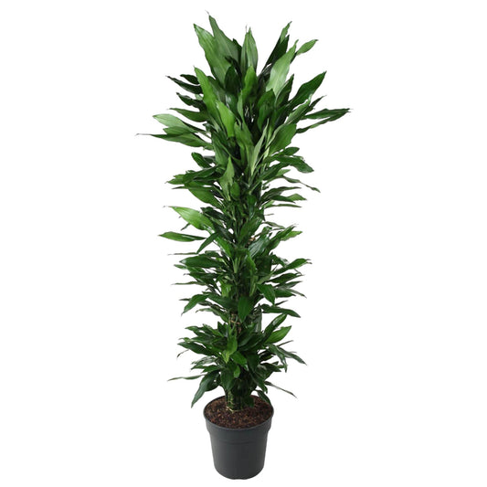 Dracaena Janet Lind vertakt – 170 cm – Ø34 cm